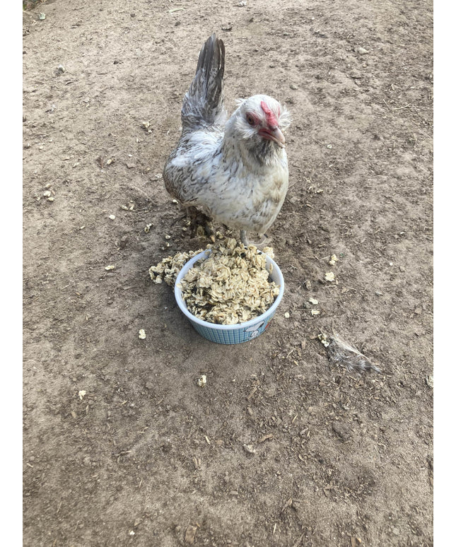 Cold Winter Nights - Warm Oatmeal Treat for Extra Calories