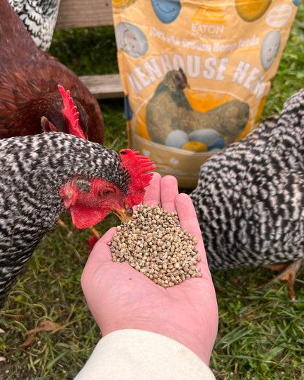 Henhouse Hemp - Omegify your Eggs, the Organic Way! 4 lb