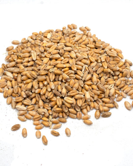 Premium Wheat Seeds for Sprouting Fodder (Wheat Grass) -- Grown In Missouri To Encourage Positive Behaviors