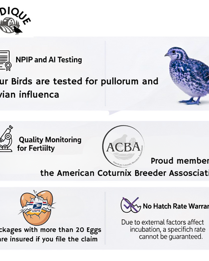 Jumbo Italian Quail Hatching Eggs
