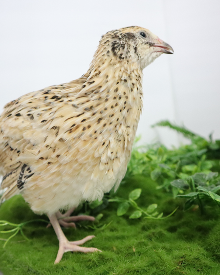 Fertile Hatching Mixed Pack - (Online Only)