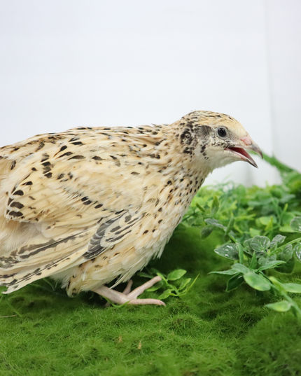 Fertile Hatching Mixed Pack - (Online Only)