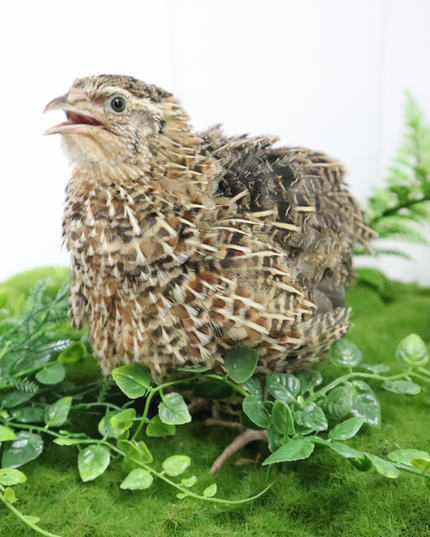 Fertile Hatching Mixed Pack - (Online Only)