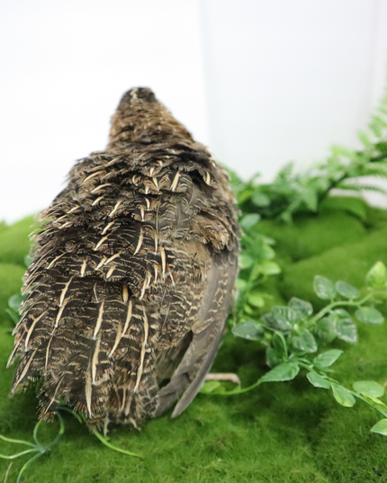 Fertile Hatching Mixed Pack - (Online Only)