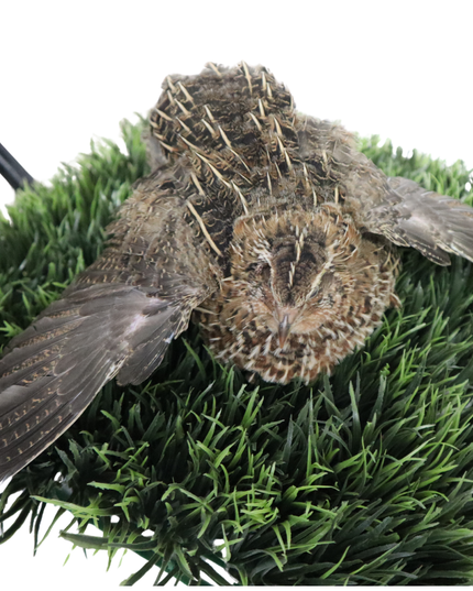 Fertile Hatching Mixed Pack - (Online Only)