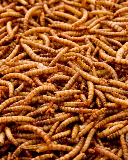 2Lbs Chubby Dried Mealworms