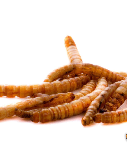 2Lbs Chubby Dried Mealworms
