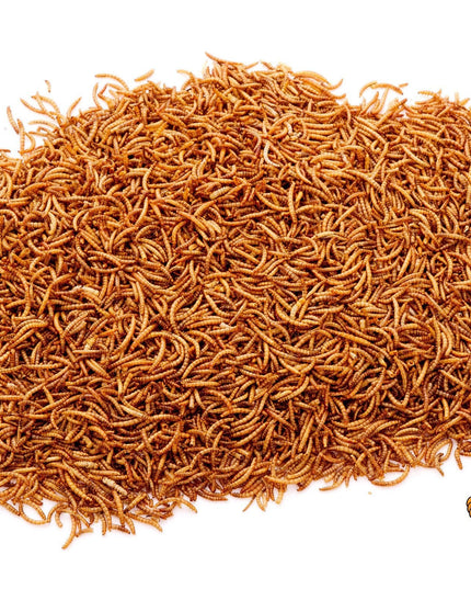 2Lbs Chubby Dried Mealworms