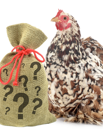 Pampered Chicken Mama 7 Pound Mystery Chicken Treat Bundle: 7 Different Treats Delivered To Your Door!