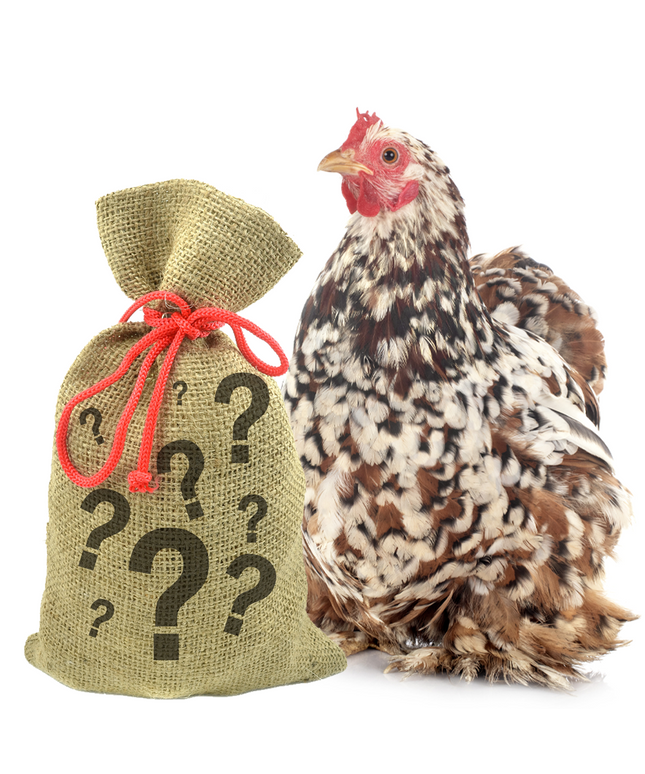 Pampered Chicken Mama 7 Pound Mystery Chicken Treat Bundle: 7 Different Treats Delivered To Your Door!
