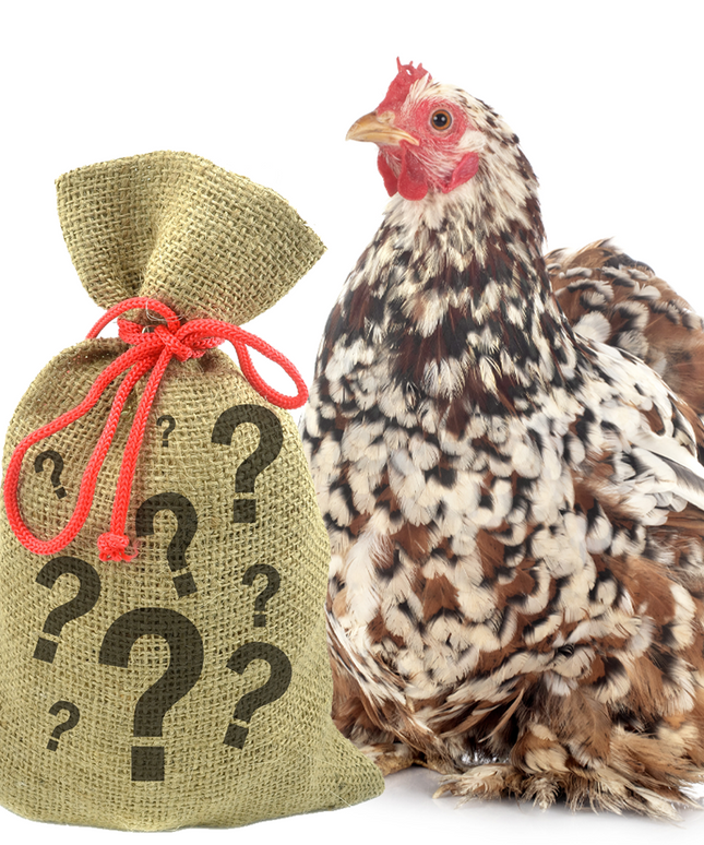 Pampered Chicken Mama 7 Pound Mystery Chicken Treat Bundle: 7 Different Treats Delivered To Your Door!
