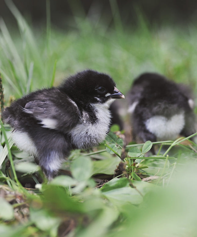 French Black Copper Maran Started Pullets