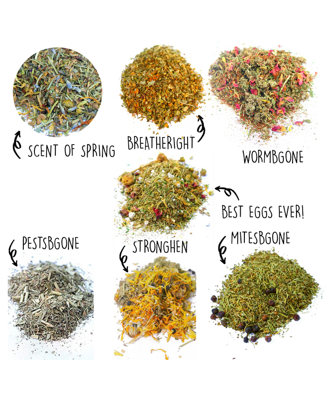 Nesting Herb Starter Bundle-- 7 Different Nesting & Coop Herbs