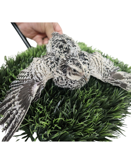 Pearl Pansy Quail Hatching Eggs – Fertile Coturnix Eggs for Incubation