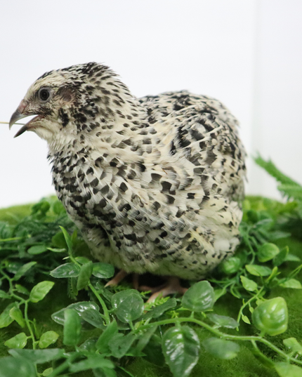Pearl Pansy Quail Hatching Eggs – Fertile Coturnix Eggs for Incubation