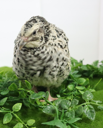 Pearl Pansy Quail Hatching Eggs – Fertile Coturnix Eggs for Incubation