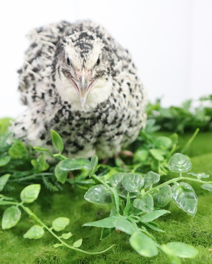 Pearl Pansy Quail Hatching Eggs – Fertile Coturnix Eggs for Incubation