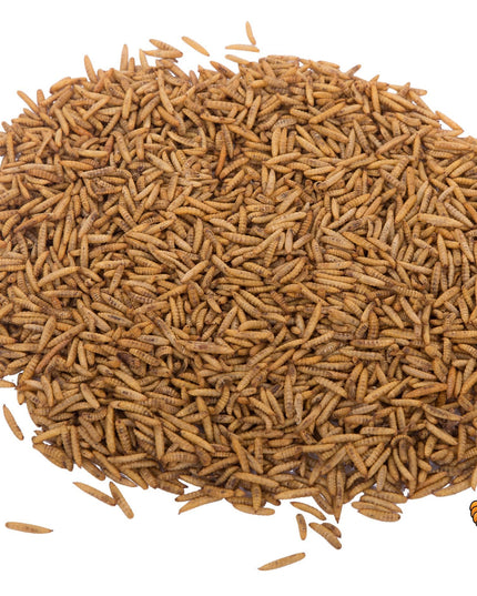 11lbs Chubby Dried Black Soldier Fly Larvae