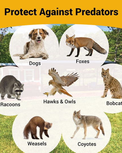 XL Chicken Coop - Up to 20 Chickens