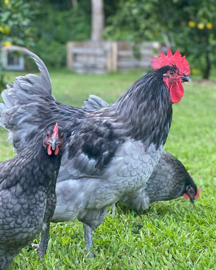 Blue Australorp Started Pullets