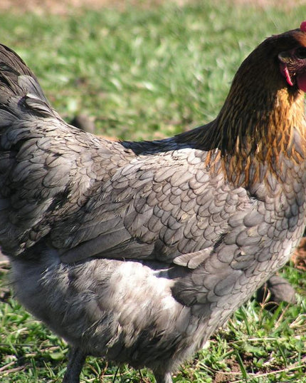 French Blue Copper Maran Started Pullet