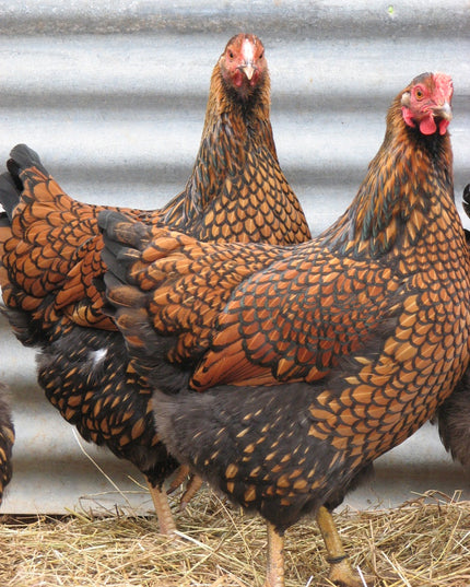 Gold Laced Wyandottes Laying Hens