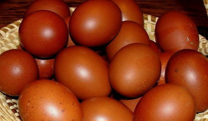 French Blue Copper Maran Started Pullet