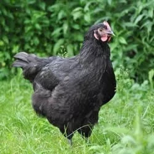 Black Australorp Started Pullets