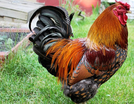 Gold Laced Wyandottes Laying Hens