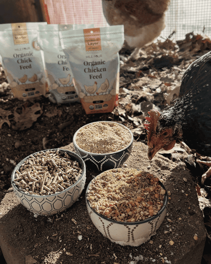 Starter Organic Chicken Feed