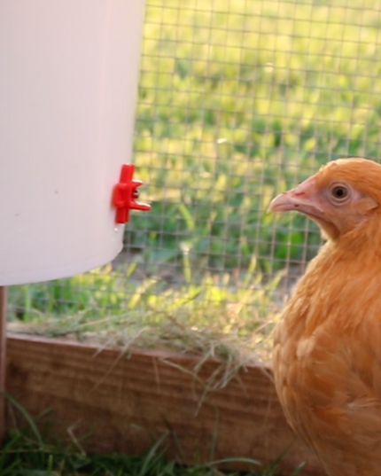 Automatic Chicken Waterer (2 Gallon)