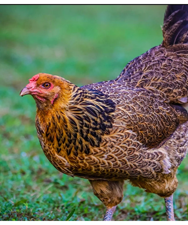 Arctic Blue Egger Started Pullets