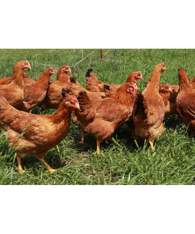 Basic Chicken Starter Pack