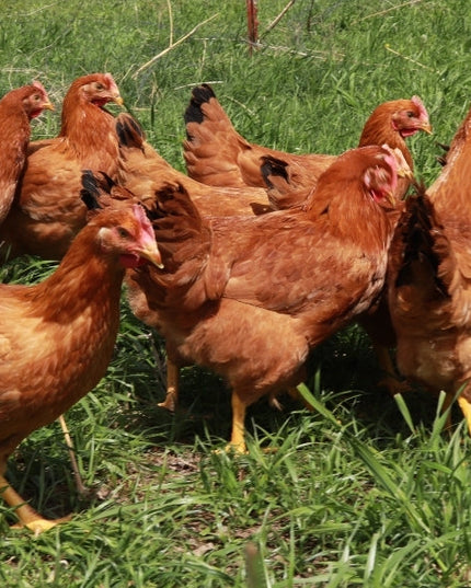 Texas Red Roosters - 5 Months Old