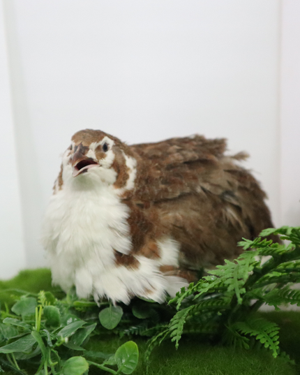 Celadon Coturnix Hatching Eggs
