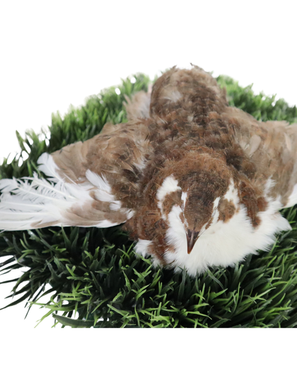 Celadon Coturnix Hatching Eggs