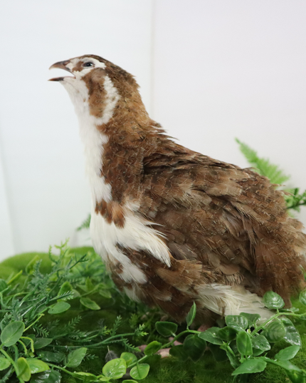 Celadon Coturnix Hatching Eggs