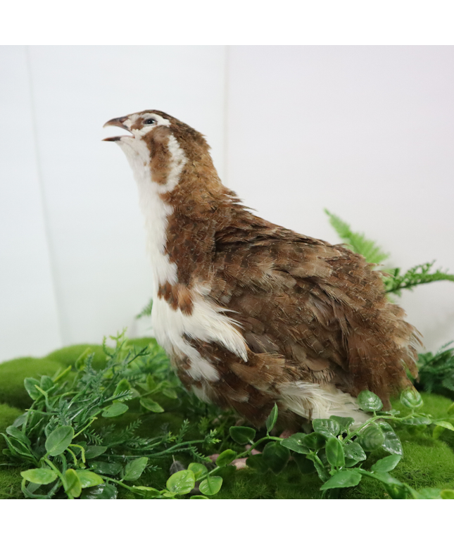 Celadon Coturnix Hatching Eggs