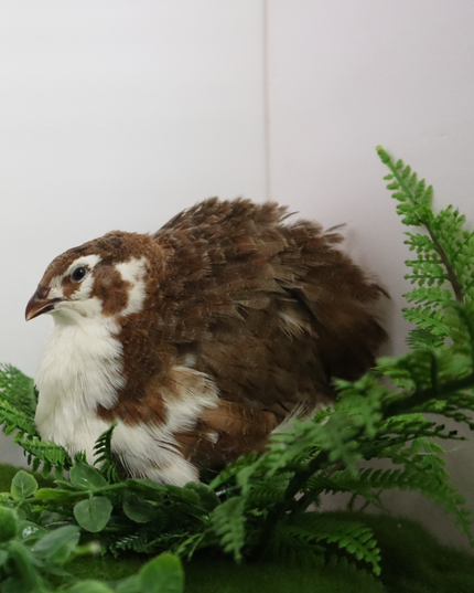 Celadon Coturnix Hatching Eggs
