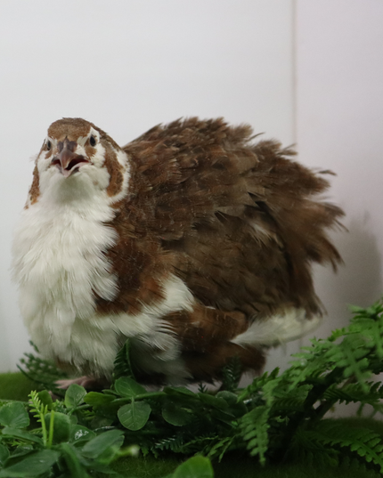 Celadon Coturnix Hatching Eggs