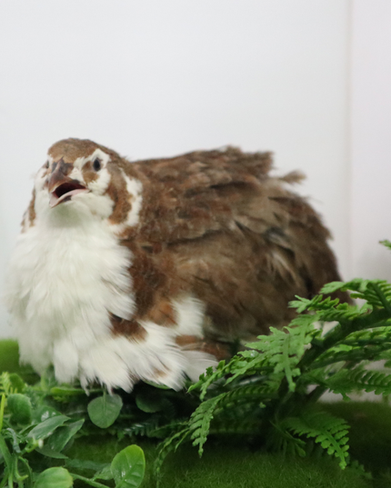 Celadon Coturnix Hatching Eggs
