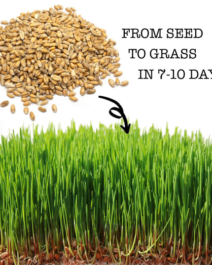 Premium Wheat Seeds for Sprouting Fodder (Wheat Grass) -- Grown In Missouri To Encourage Positive Behaviors