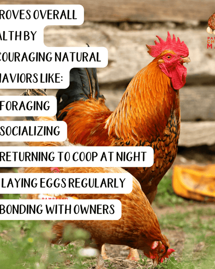 PowerHen (TM) High Protein Treat With Mealworms, Black Soldier Fly Larvae, & Herbs For Backyard Chickens