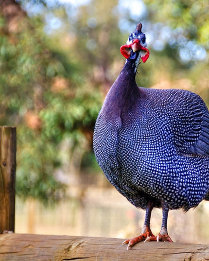 French Pearl Guineas