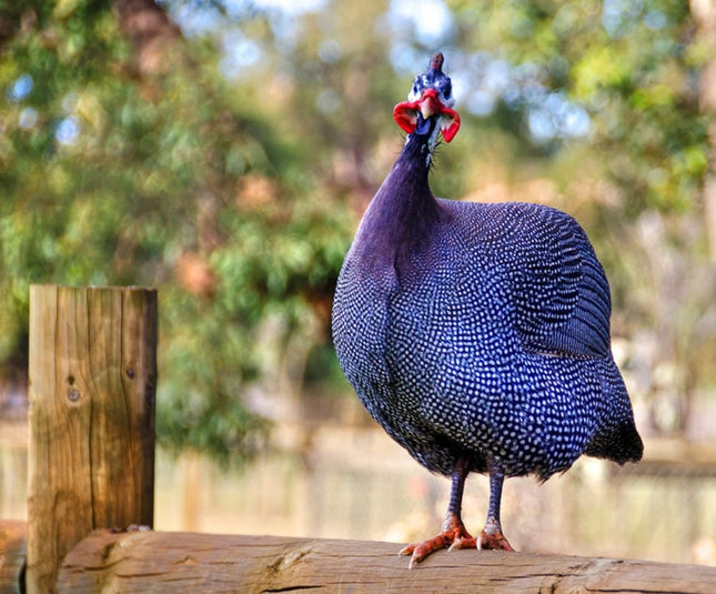 French Pearl Guineas