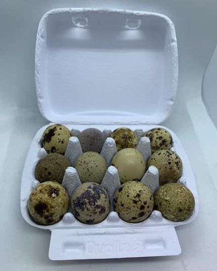 Coturnix Quail Fertile Hatching Eggs, 12 Count