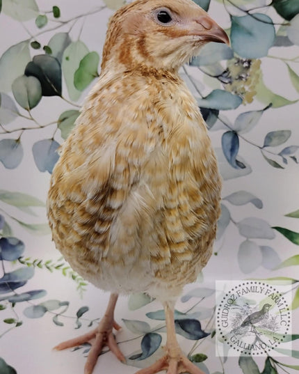 Roux Pansy hatching eggs