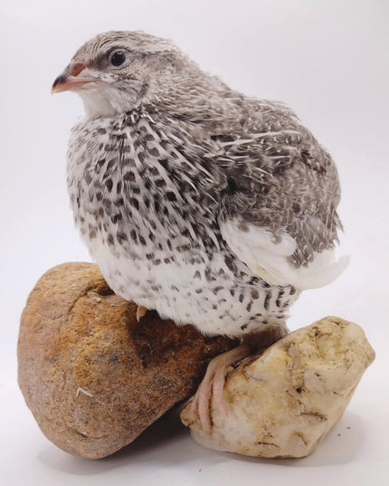 Hens Choice Special hatching eggs