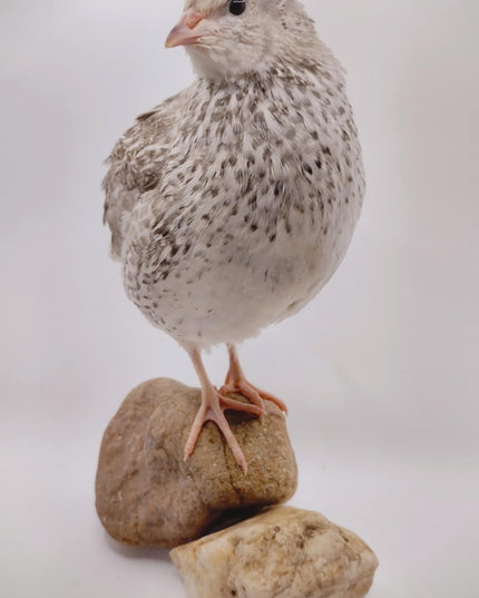 Shades of Gray Collection Hatching Eggs