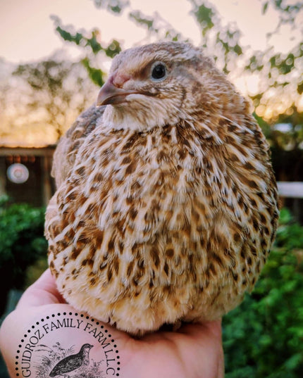Feather Sexable Celadon Coturnix Hatching Eggs